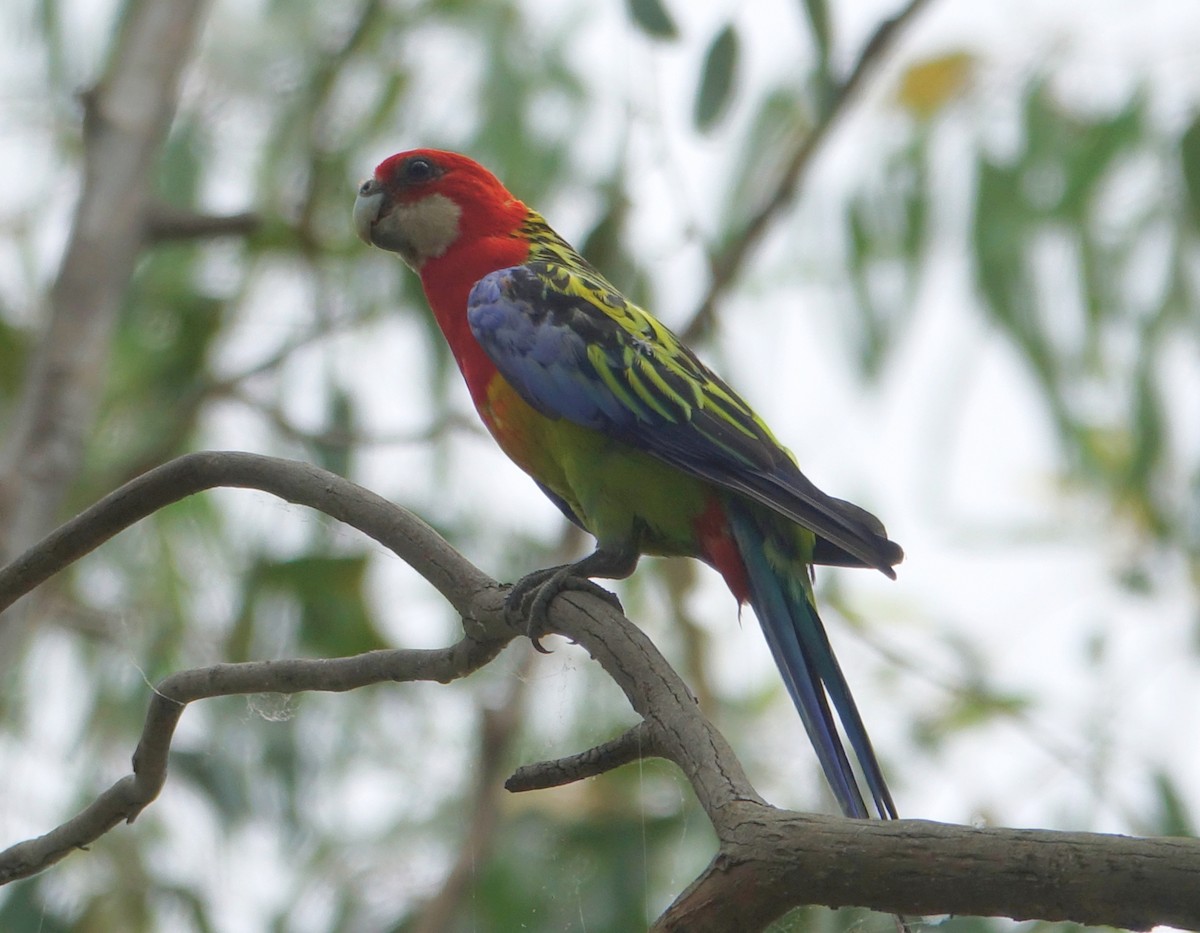 Eastern Rosella - ML525472811