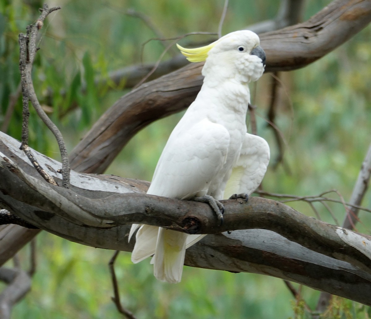 Sulphur-crested Cockatoo - ML525472821