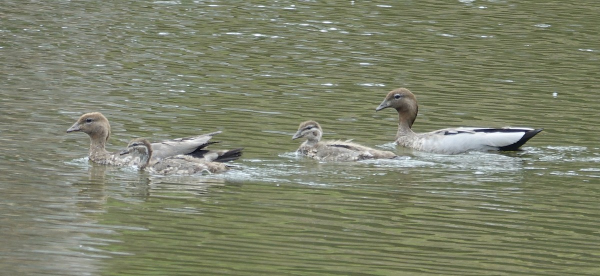 Maned Duck - ML525473131