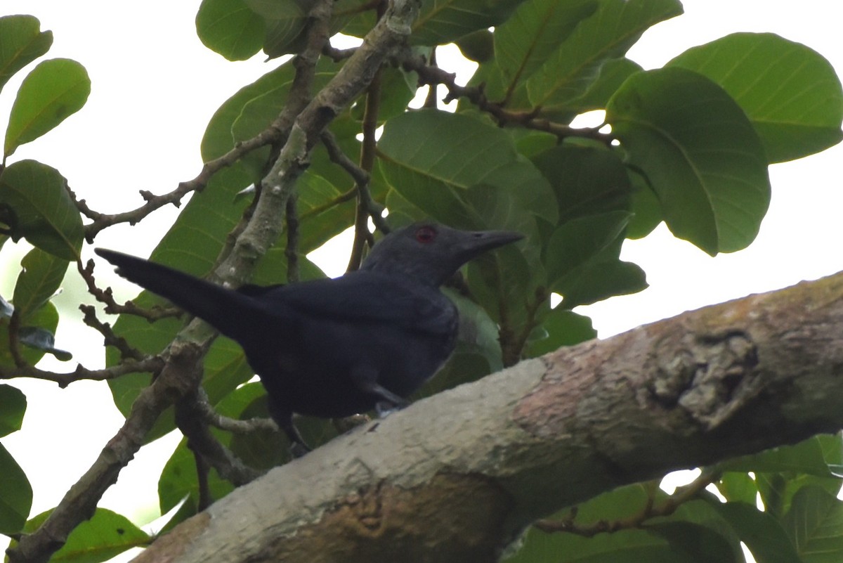 Chestnut-winged Starling - ML525473191