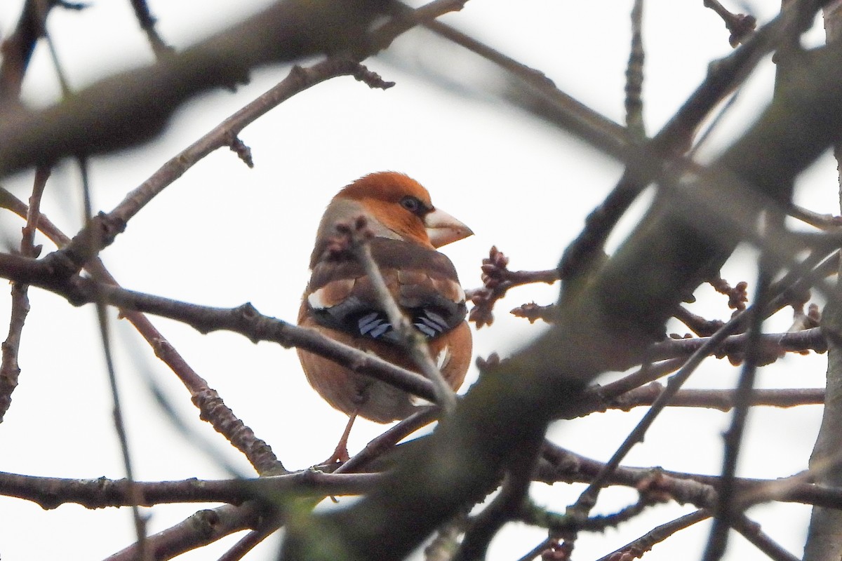 Hawfinch - Tommy Pedersen