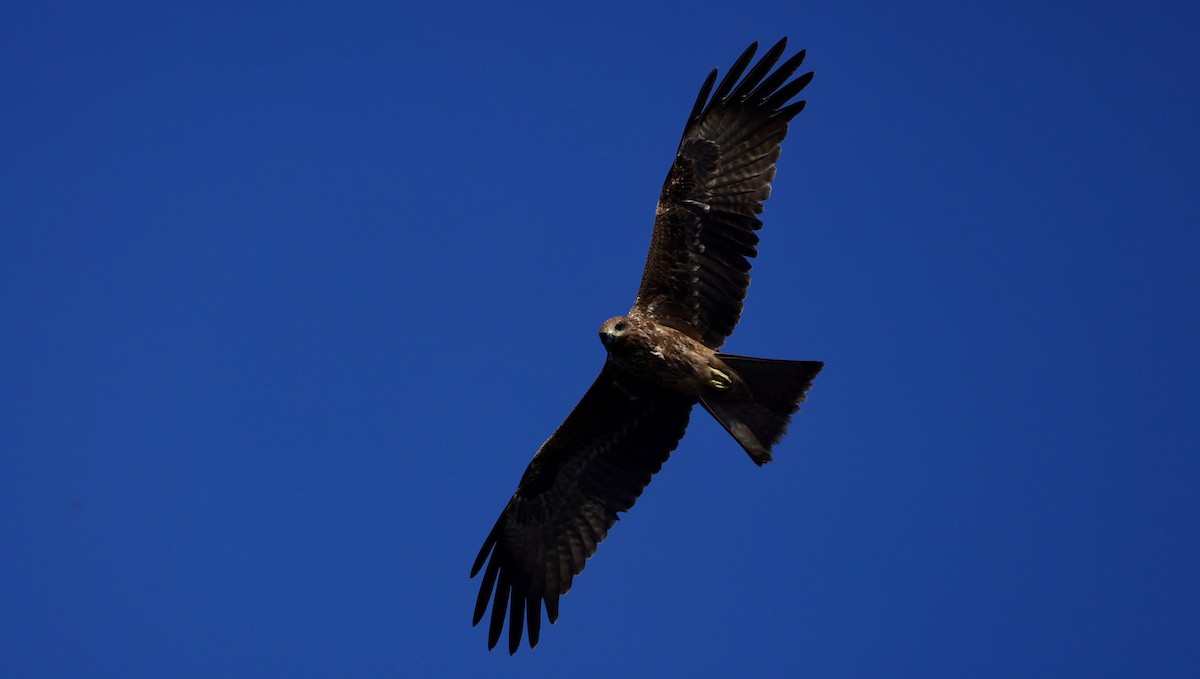 Black Kite - Mike Sylvia