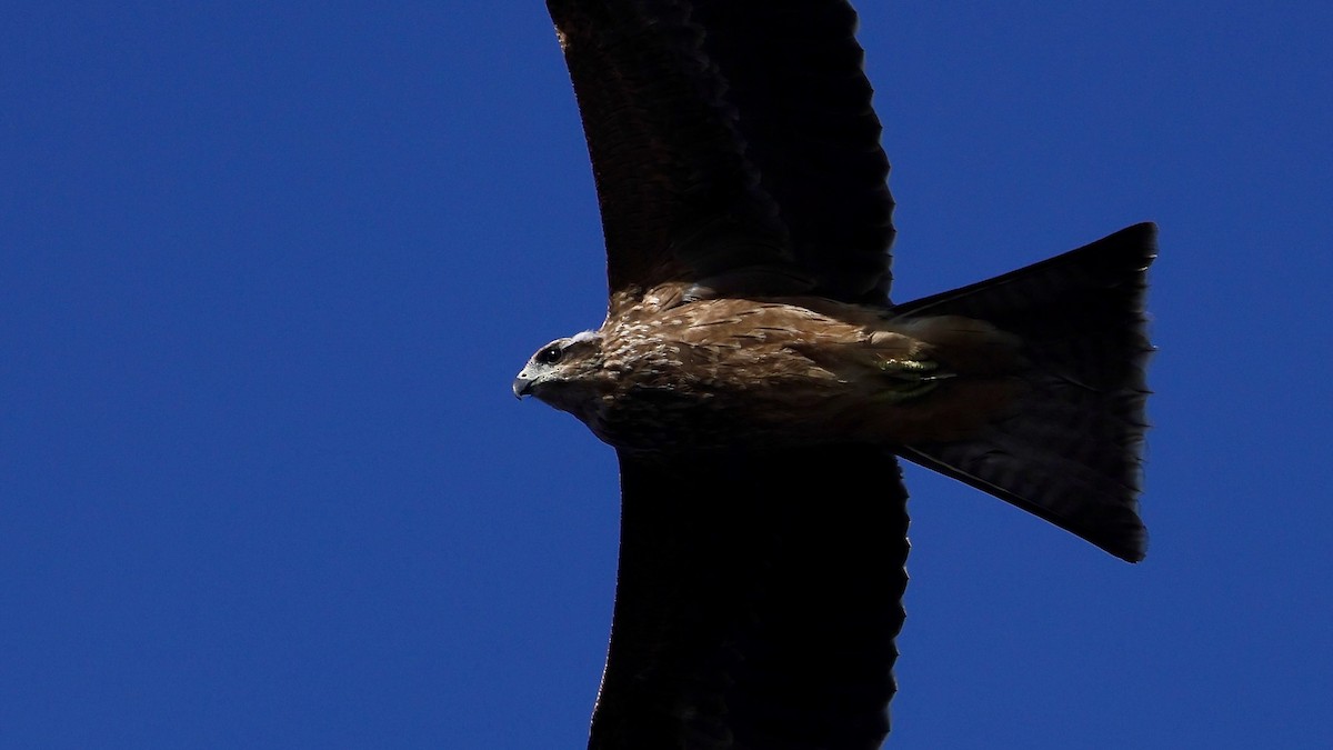 Black Kite - ML525474061