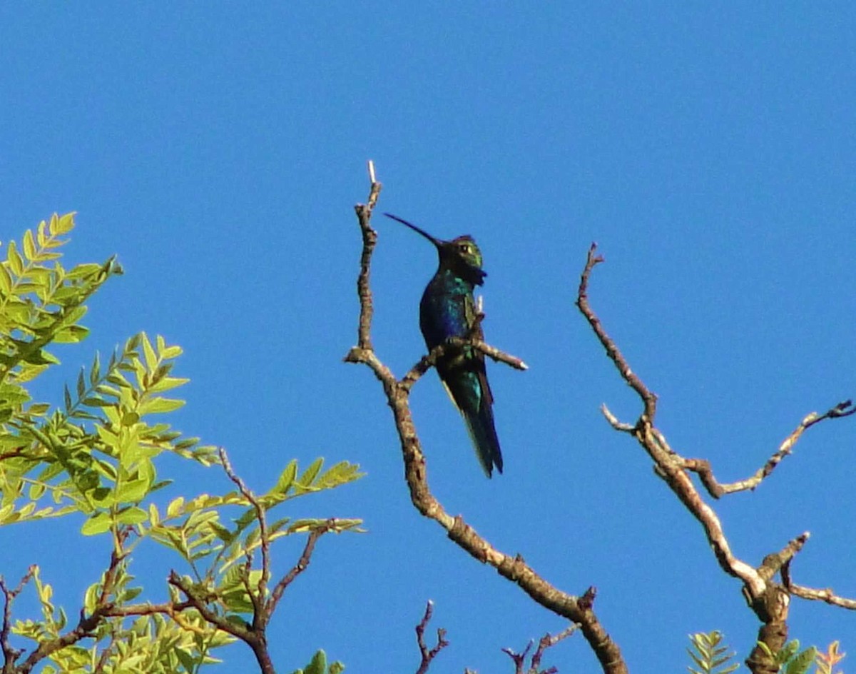 kolibřík cerradový - ML525474431