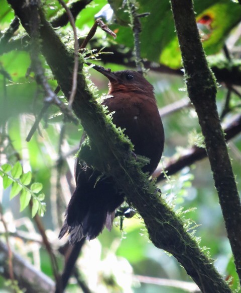 South American Leaftosser (Andean) - ML525474701