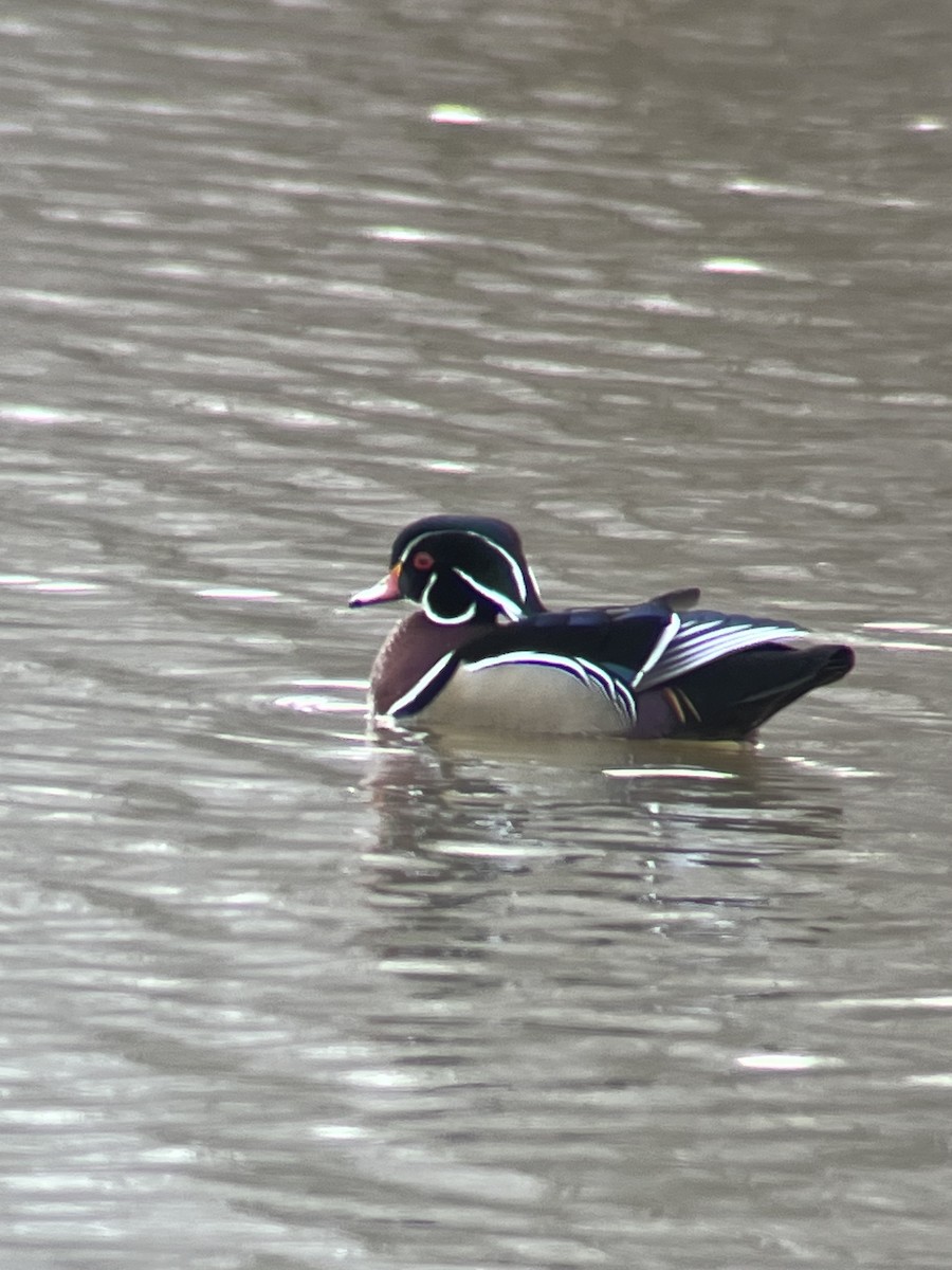 Wood Duck - ML525475171