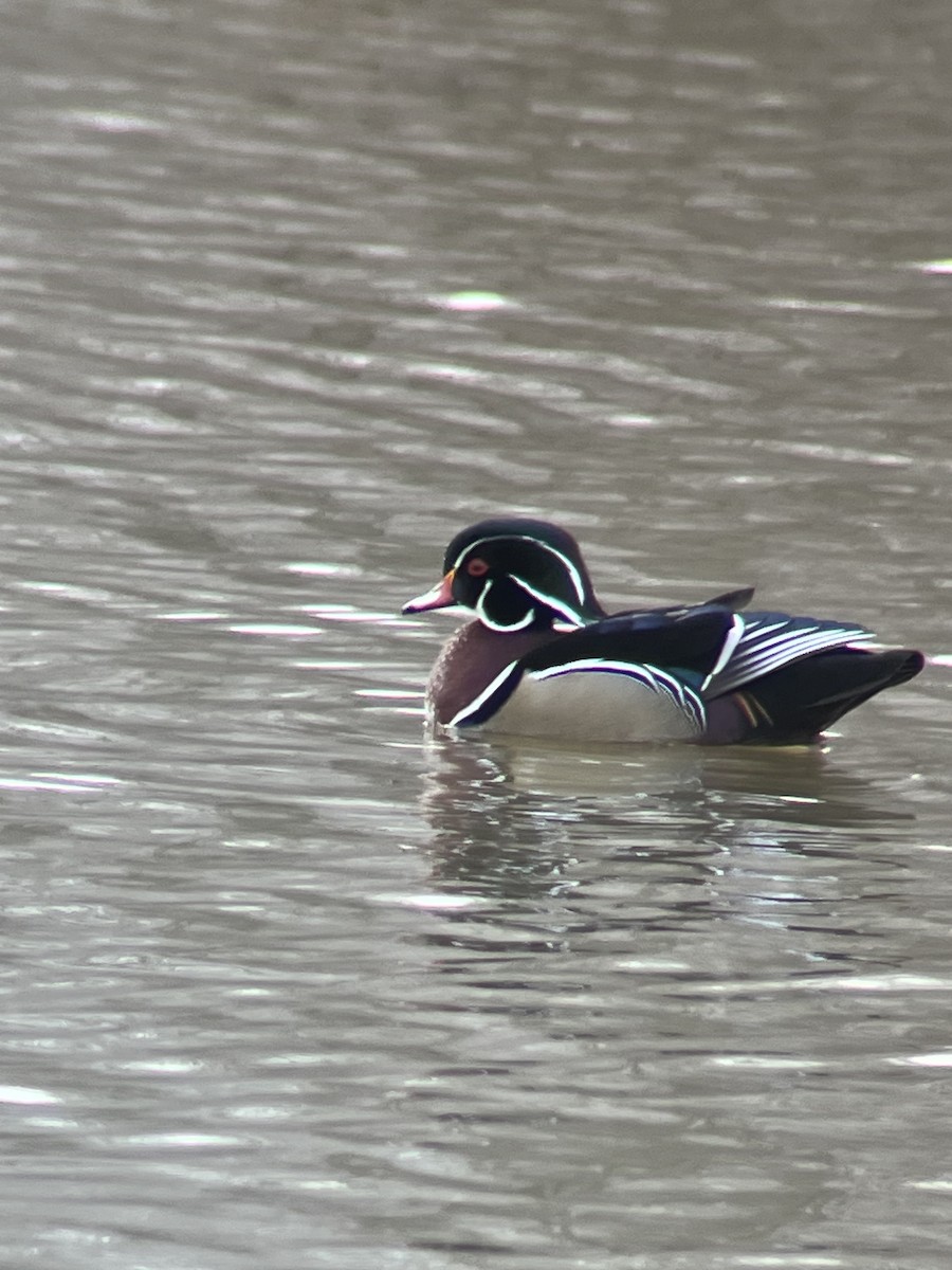 Wood Duck - ML525475191