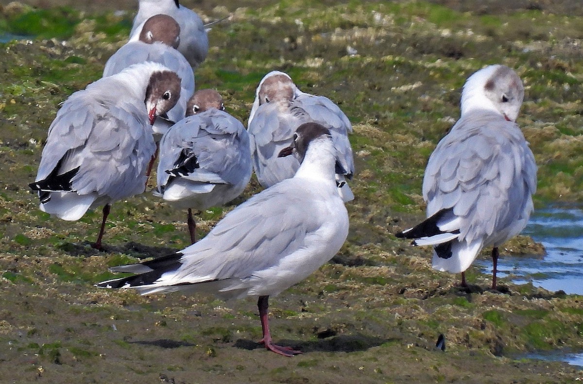 Mouette de Patagonie - ML525476591