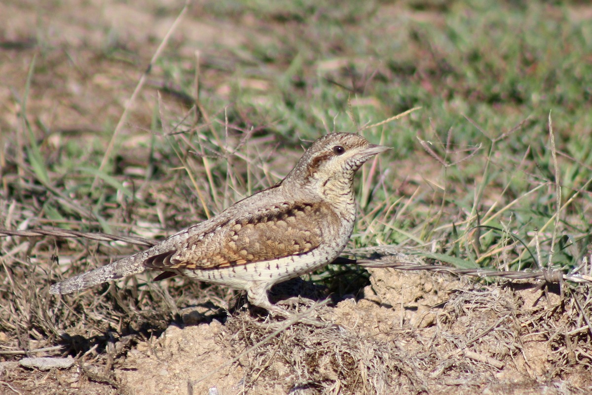 Eurasian Wryneck - ML52547701