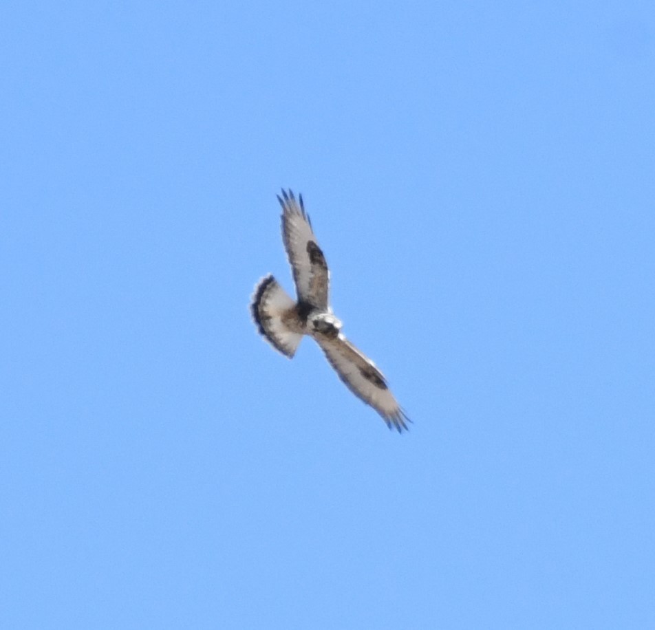 Rough-legged Hawk - ML525477681