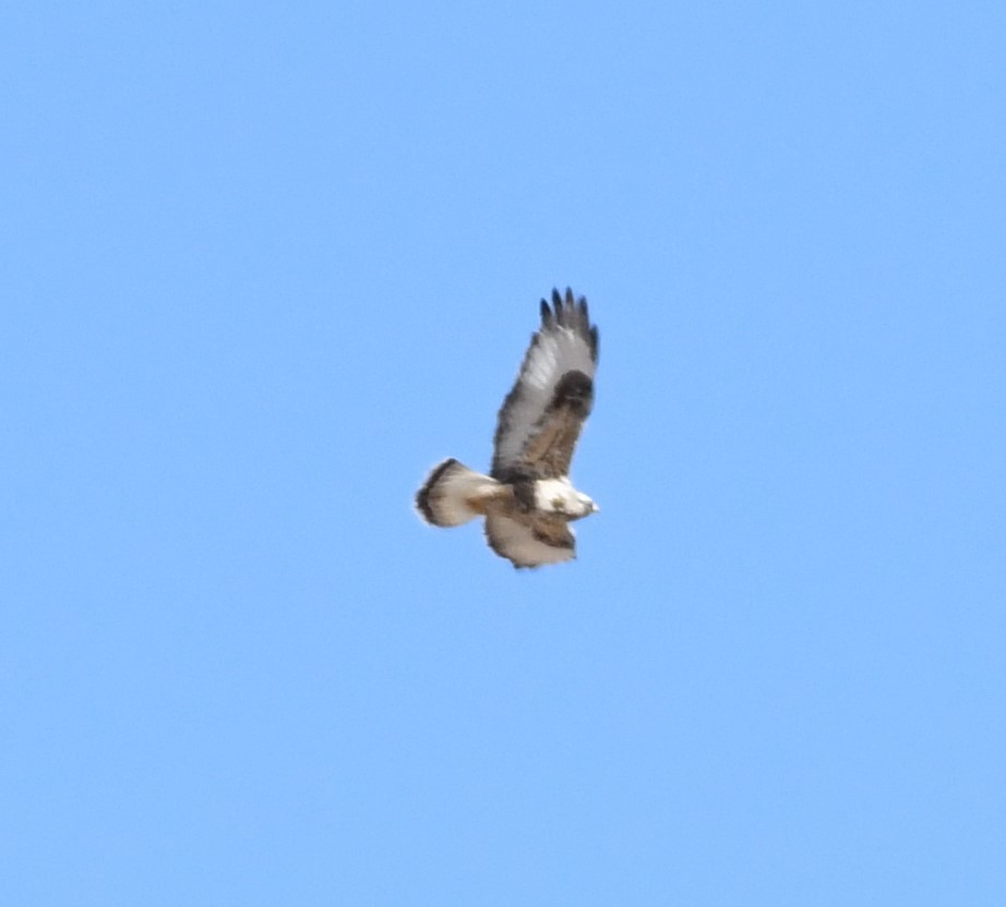 Rough-legged Hawk - ML525477691