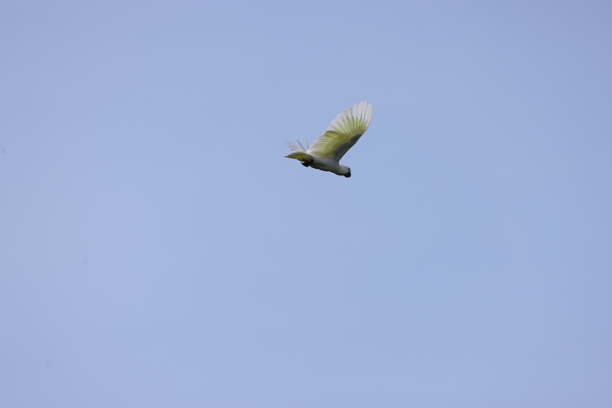 Sulphur-crested Cockatoo - ML525478181