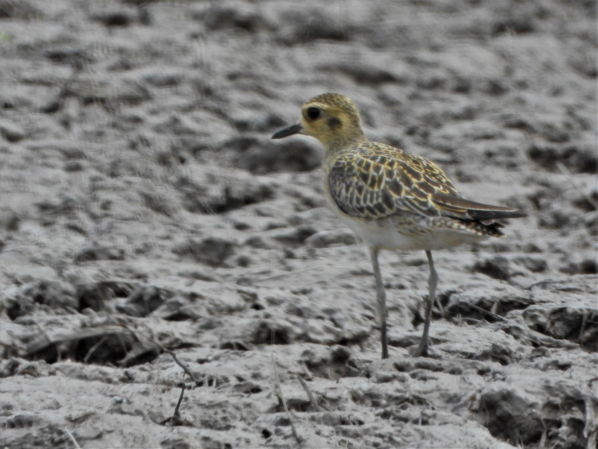 Pacific Golden-Plover - Andy Lee