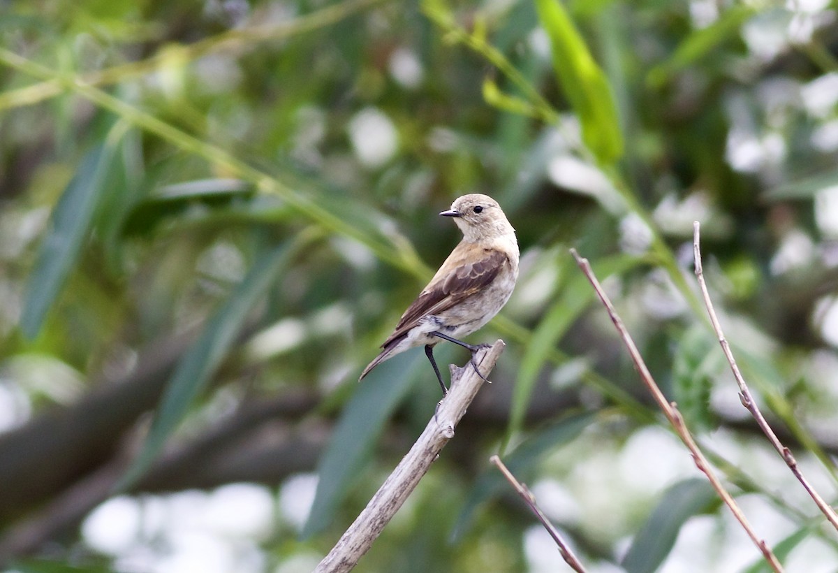 Patagoniensporntyrann - ML525480191