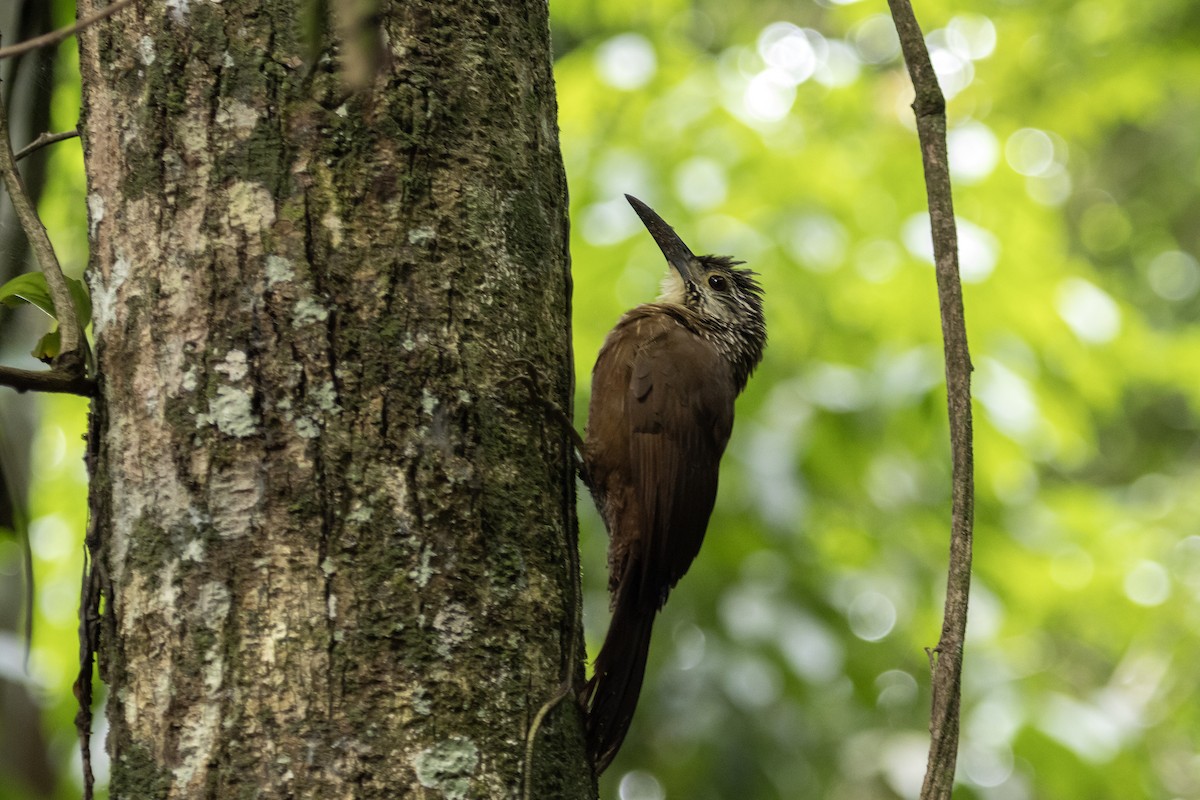 White-throated Woodcreeper - ML525480401