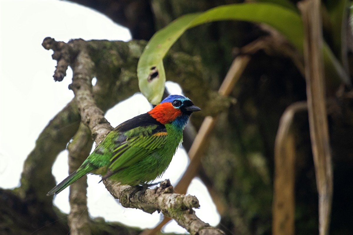 Red-necked Tanager - ML525480611