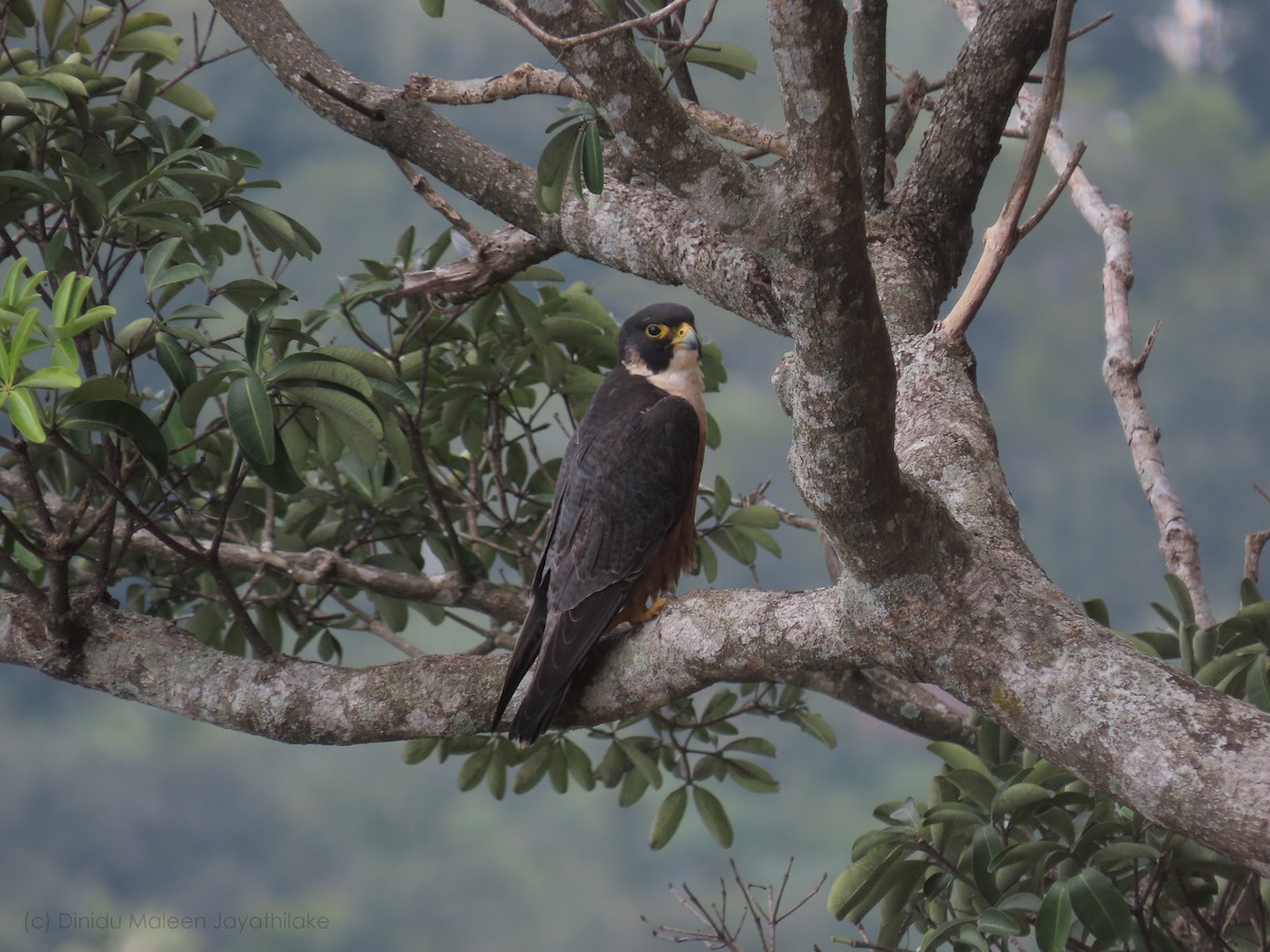 Peregrine Falcon - ML525480711