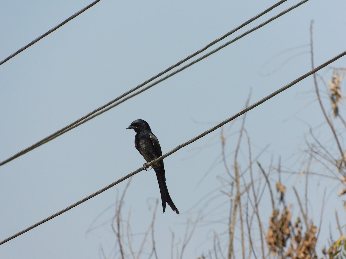 Drongo Real - ML525481221