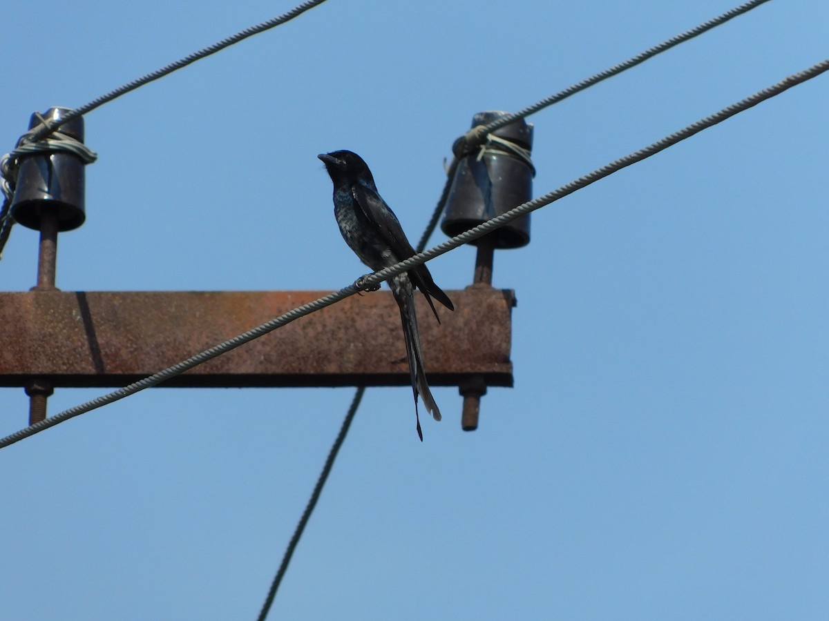 Drongo Real - ML525481331