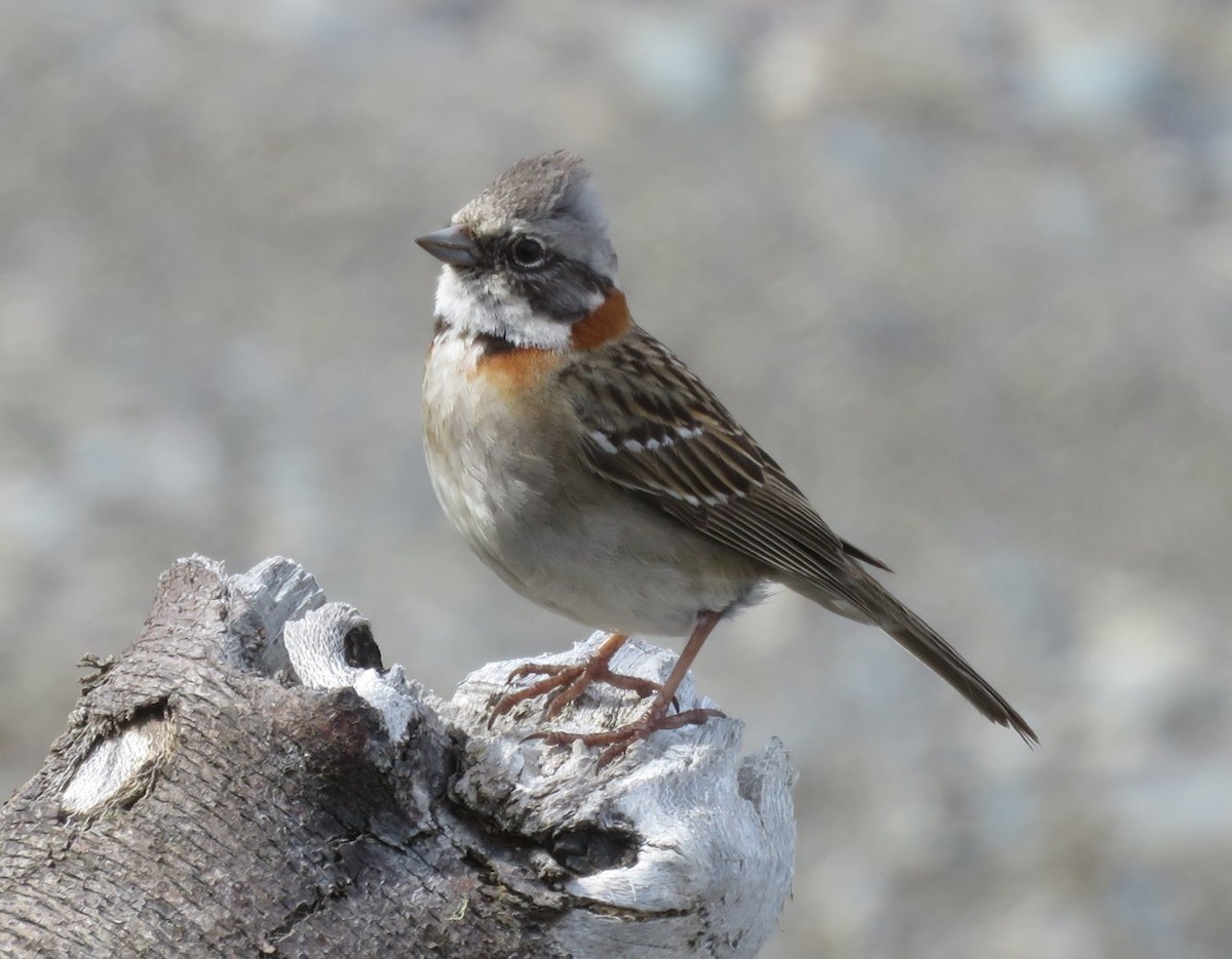 Rufous-collared Sparrow - ML525481981