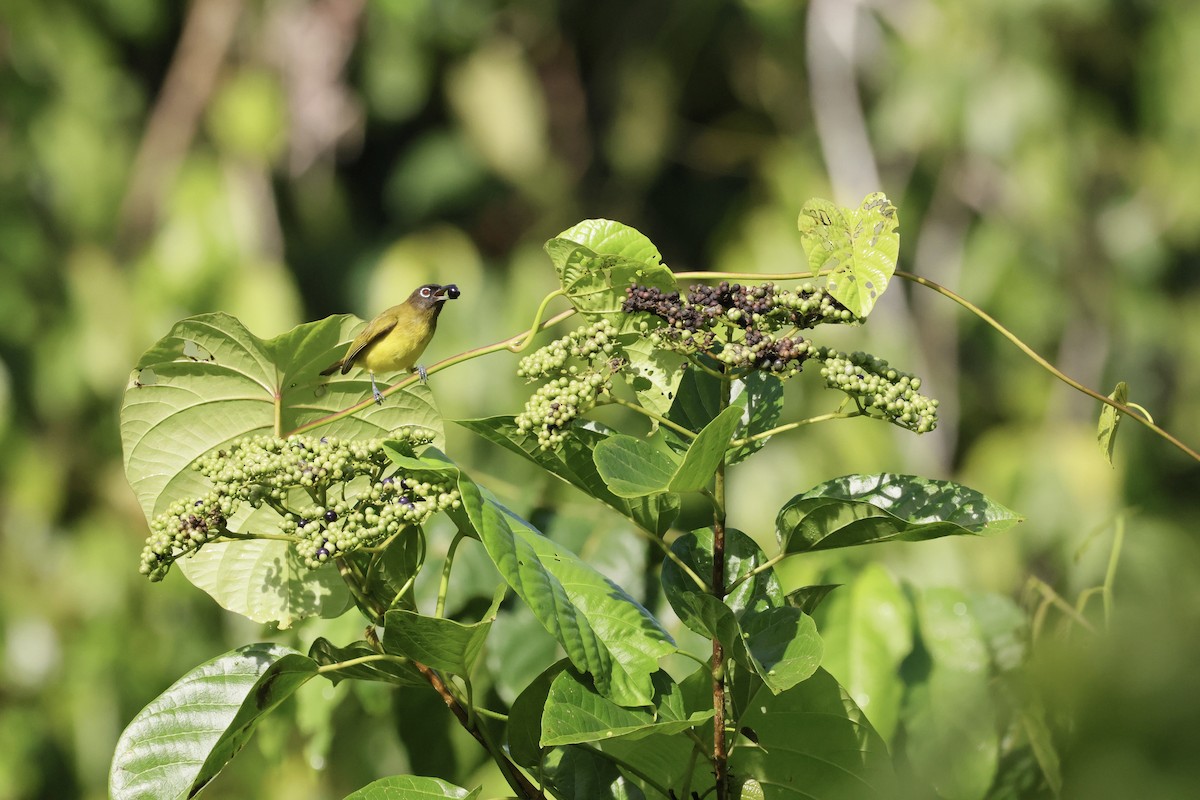 Black-headed White-eye - ML525482451