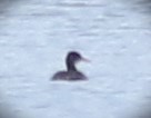 Red-necked Grebe - ML525482521