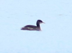 Red-necked Grebe - ML525482531
