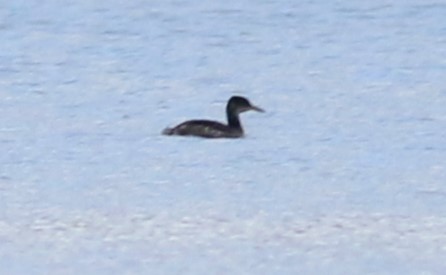 Red-necked Grebe - ML525482541