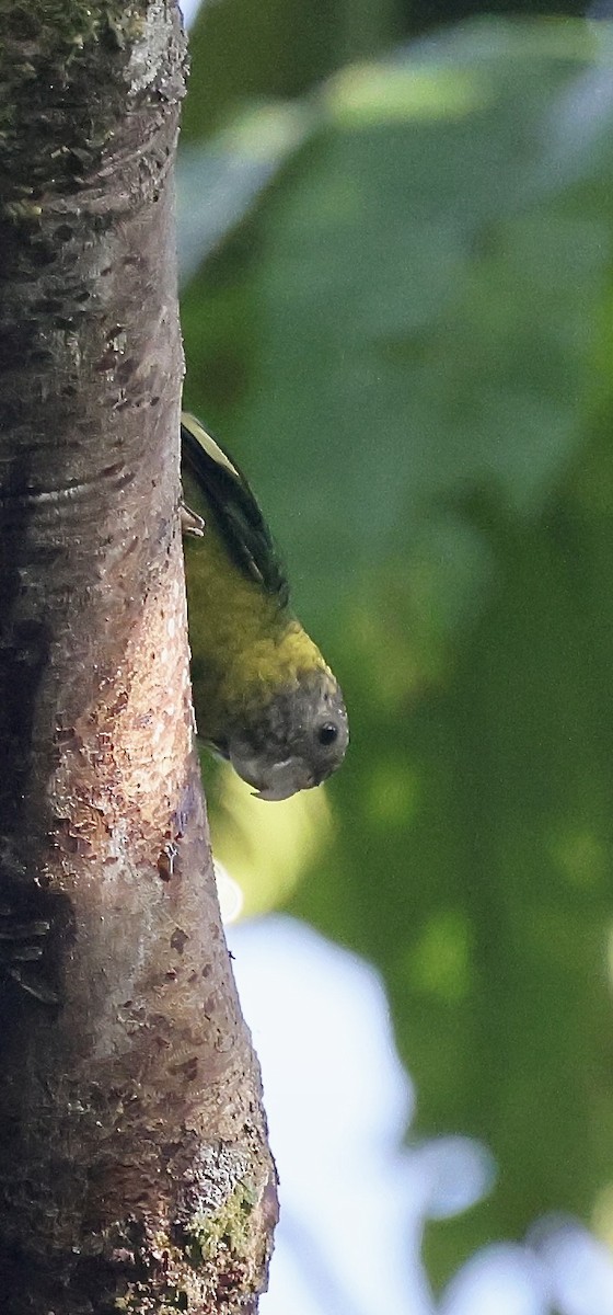 Meek's Pygmy-Parrot - ML525482731