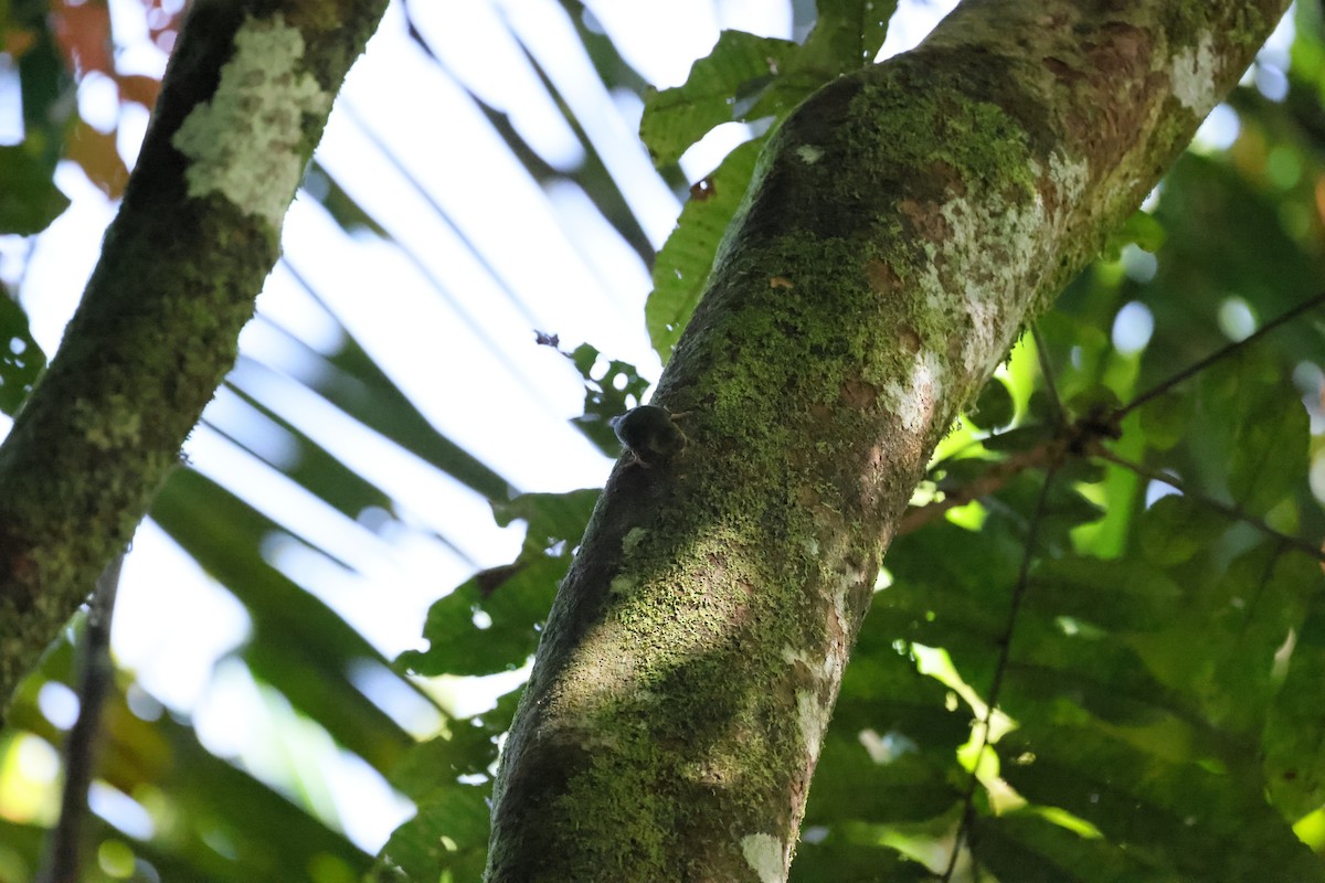 Meek's Pygmy-Parrot - ML525482771