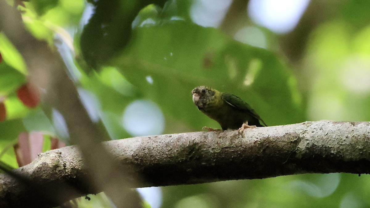 Meek's Pygmy-Parrot - ML525482811