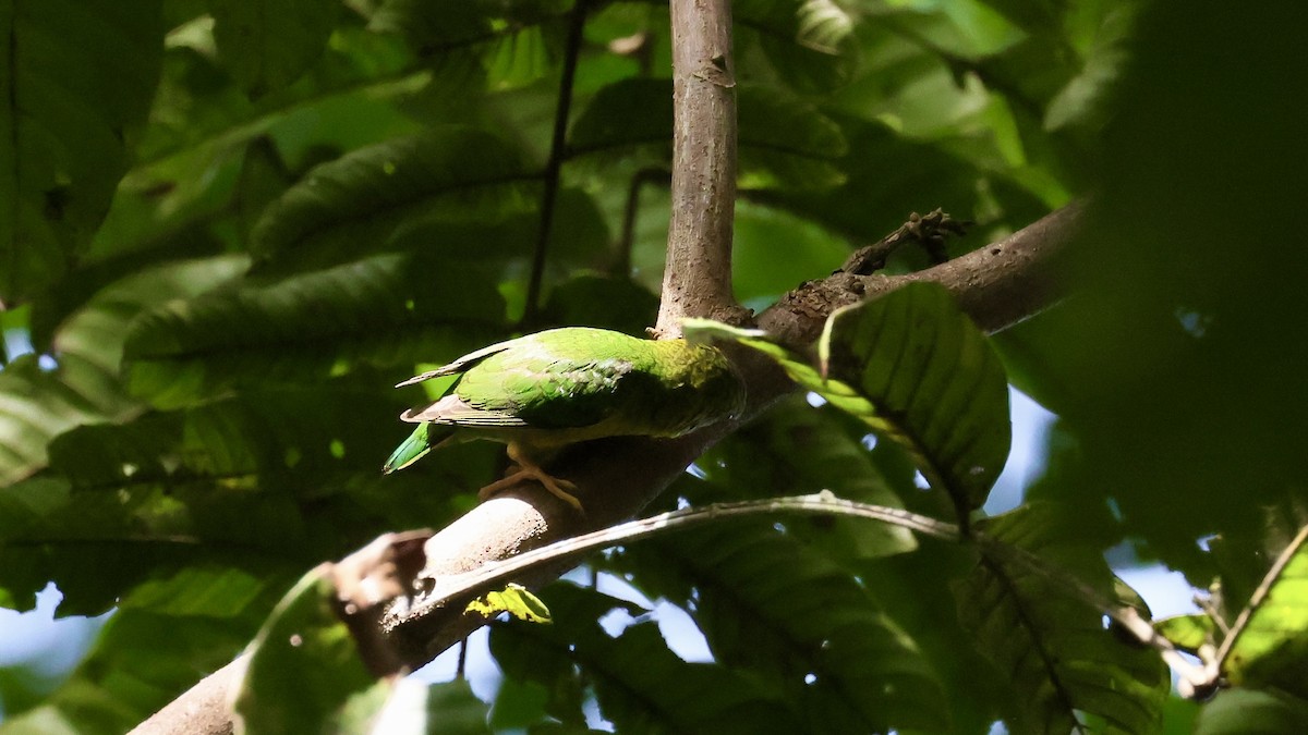 シマバラケラインコ - ML525482821