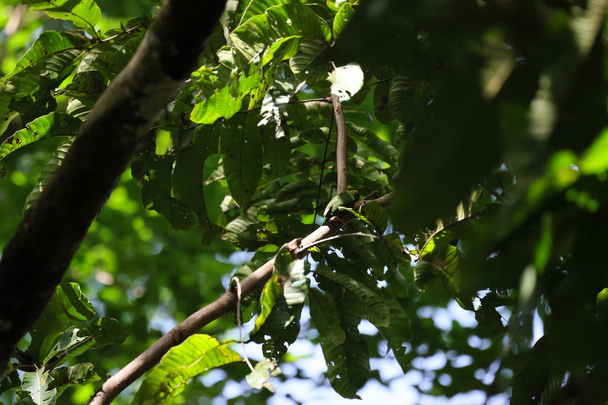 Meek's Pygmy-Parrot - ML525482861