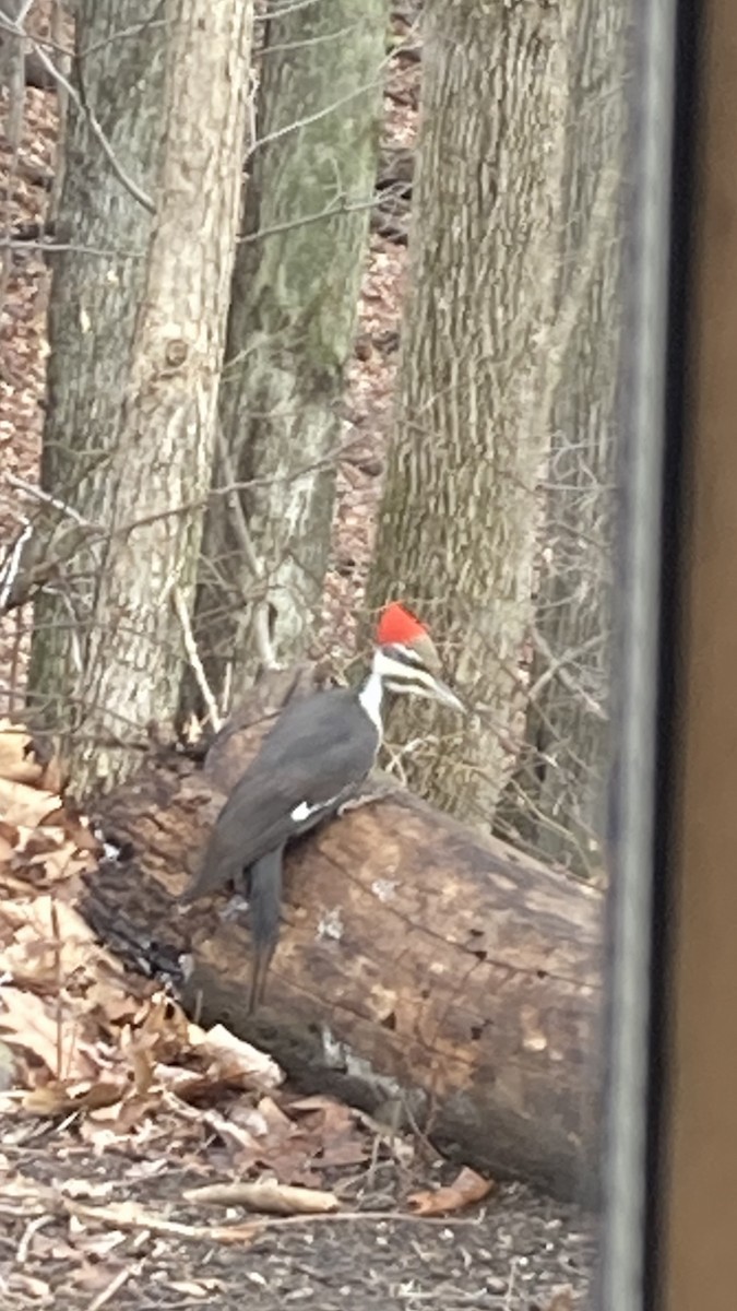Pileated Woodpecker - ML525485801