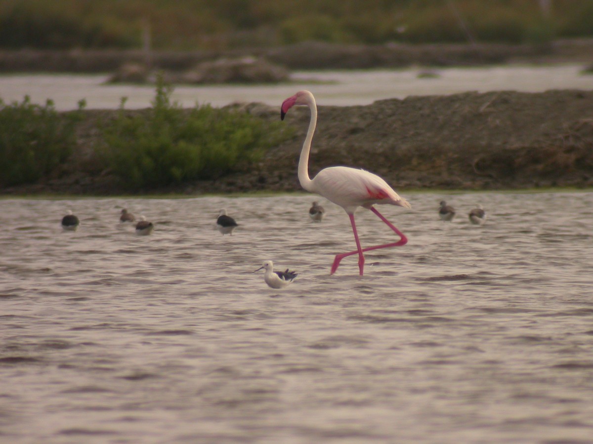 Greater Flamingo - Taweewat Supindham