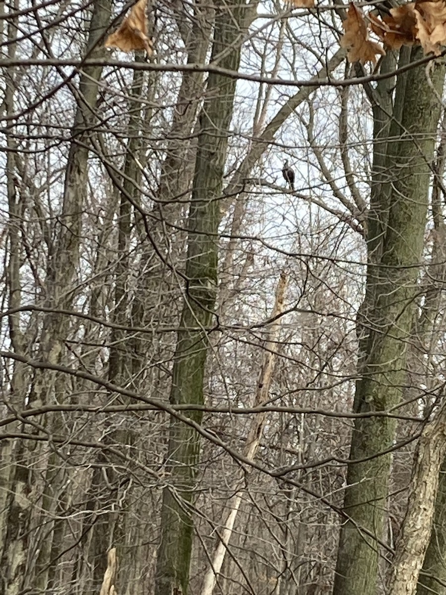 Wild Turkey - ML525486741