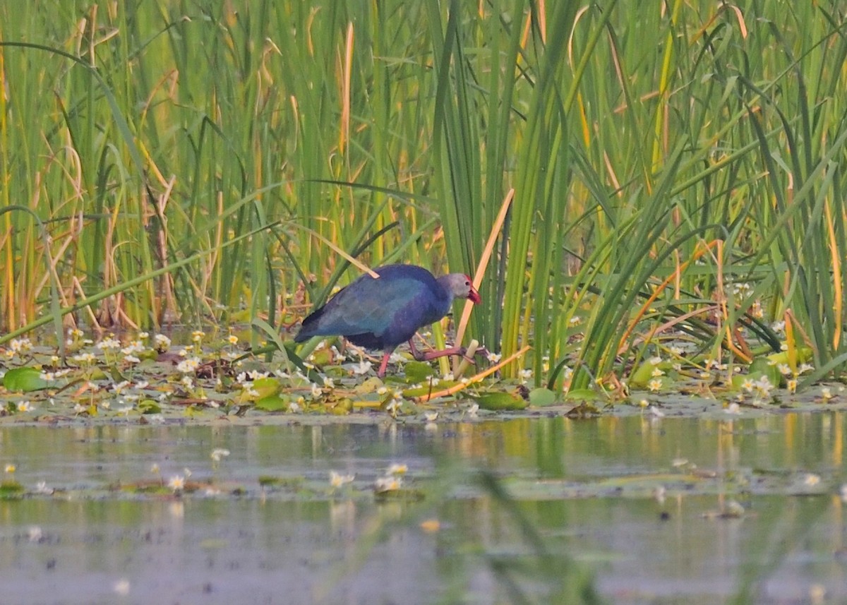 Gray-headed Swamphen - ML525487041