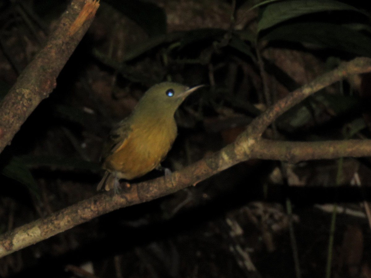 McConnell's Flycatcher (Guianan) - ML525487131