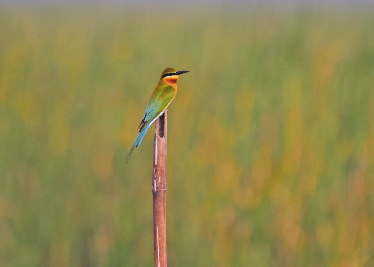Blue-tailed Bee-eater - Kishorenath T