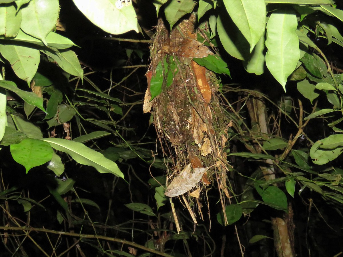McConnell's Flycatcher (Guianan) - ML525487341