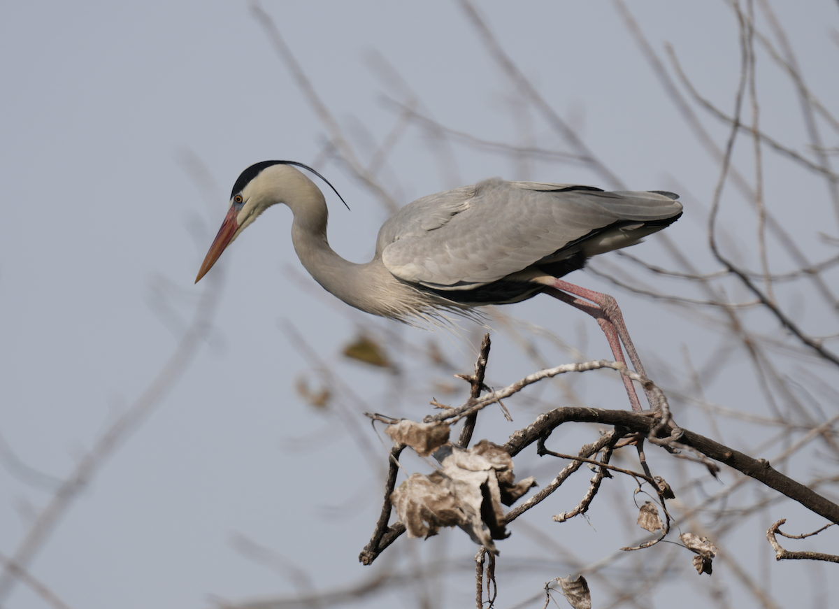 Gray Heron - Roxie Fu