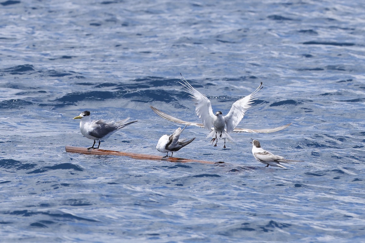 Great Crested Tern - ML525487911