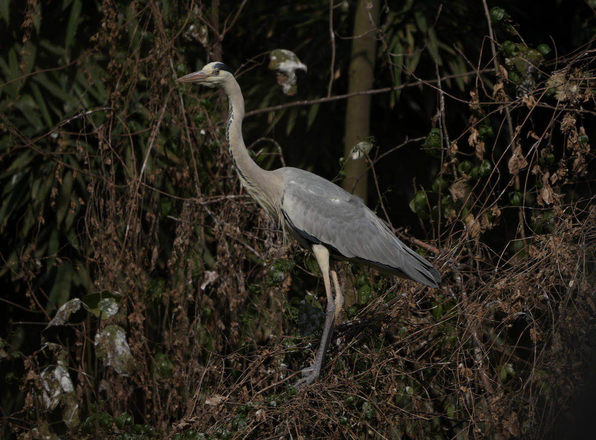 Gray Heron - ML525487961