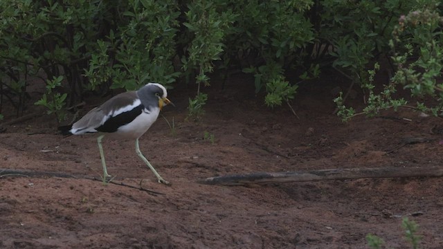 White-crowned Lapwing - ML525488511