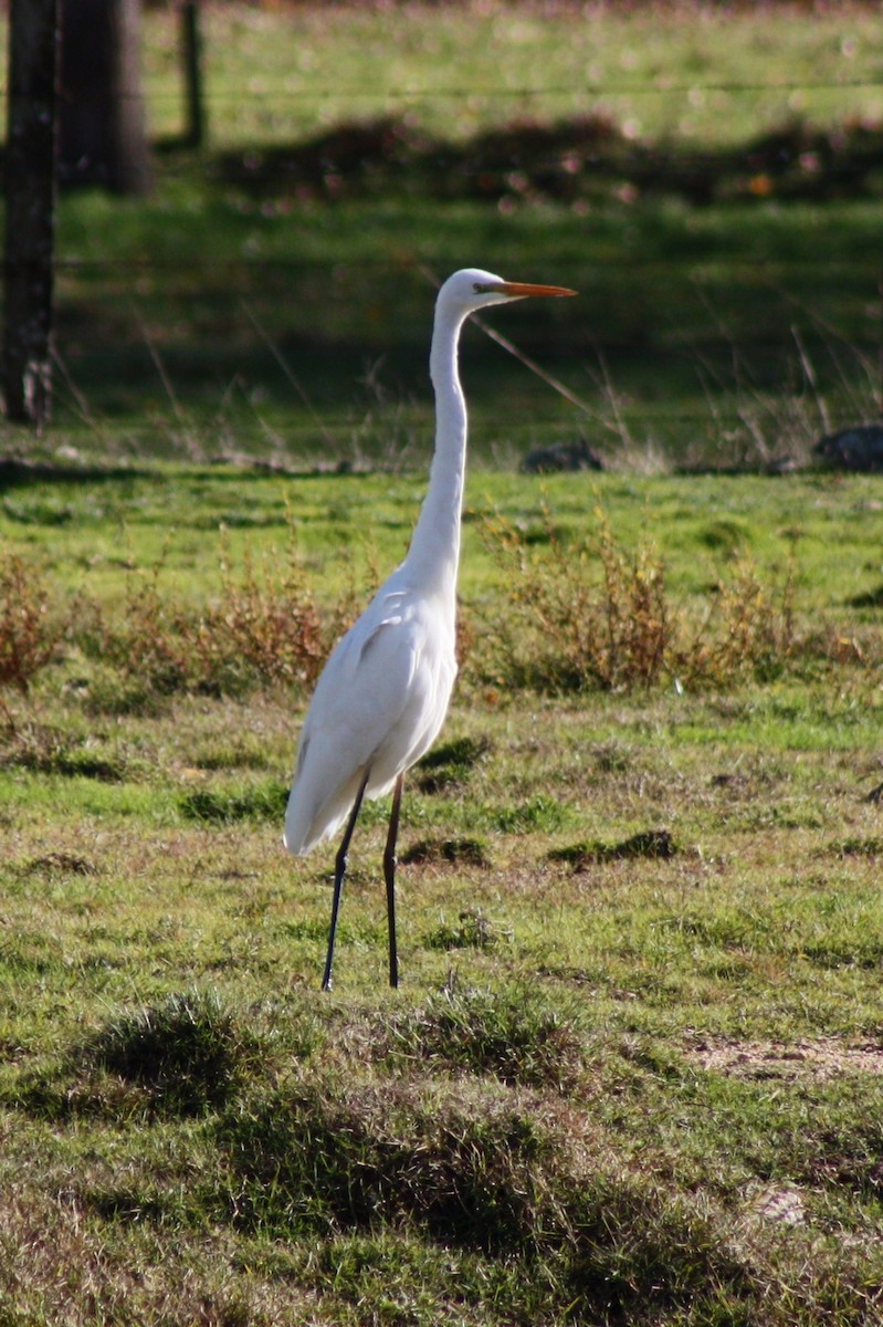 Great Egret - ML52548901