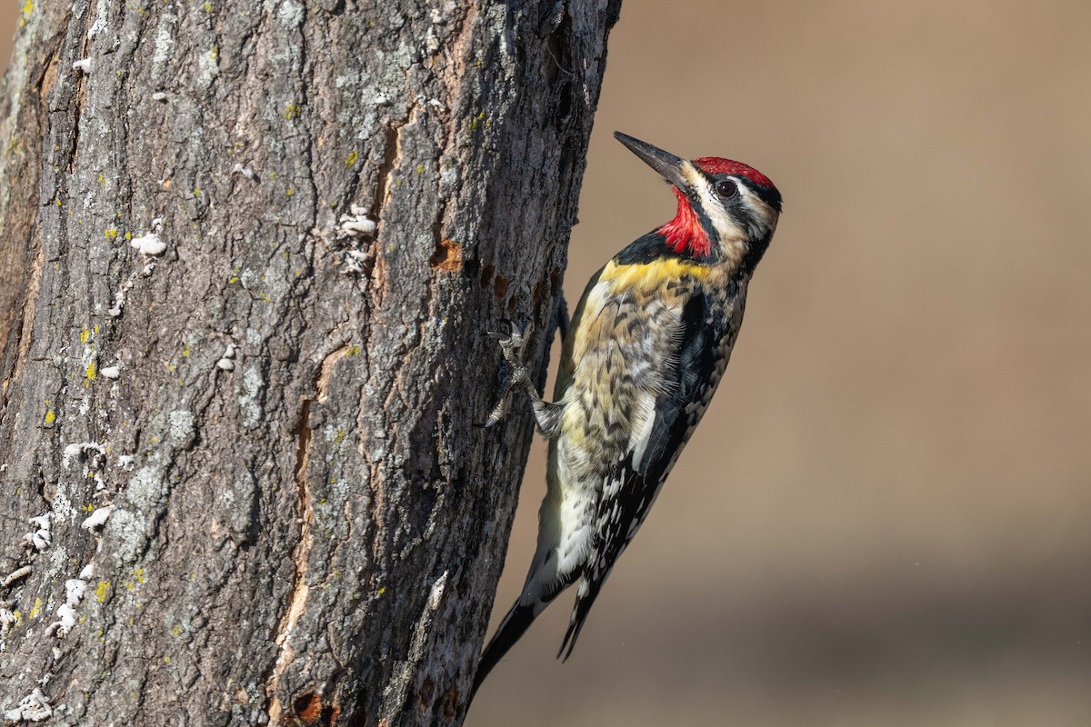 Yellow-bellied Sapsucker - ML525489931