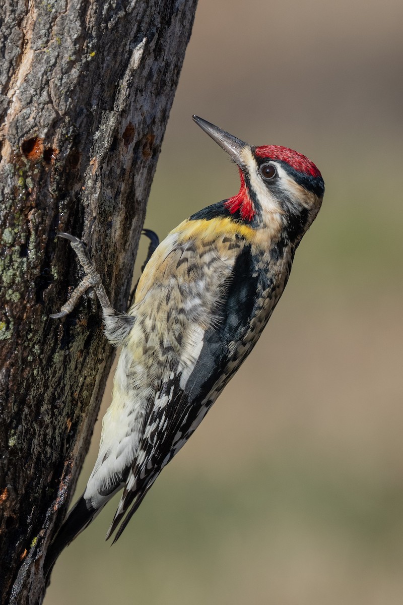 Yellow-bellied Sapsucker - ML525489961