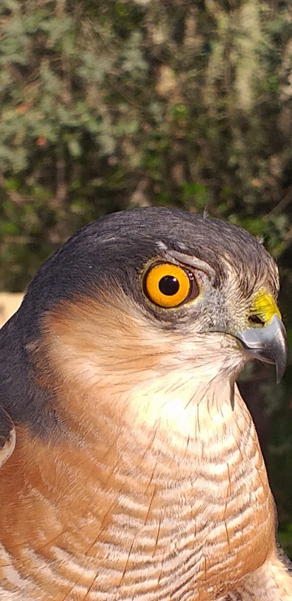 Eurasian Sparrowhawk - ML525490631