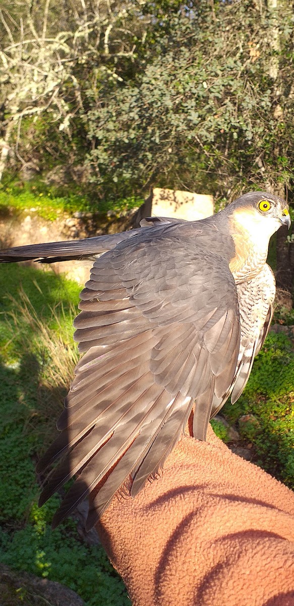 Eurasian Sparrowhawk - ML525490791