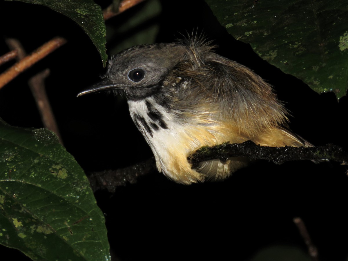 Spot-backed Antbird - Hugo Foxonet